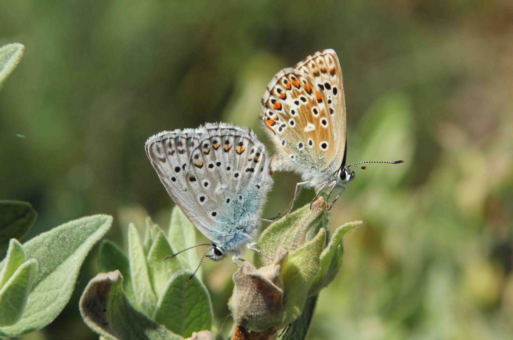 Lysandra hispana